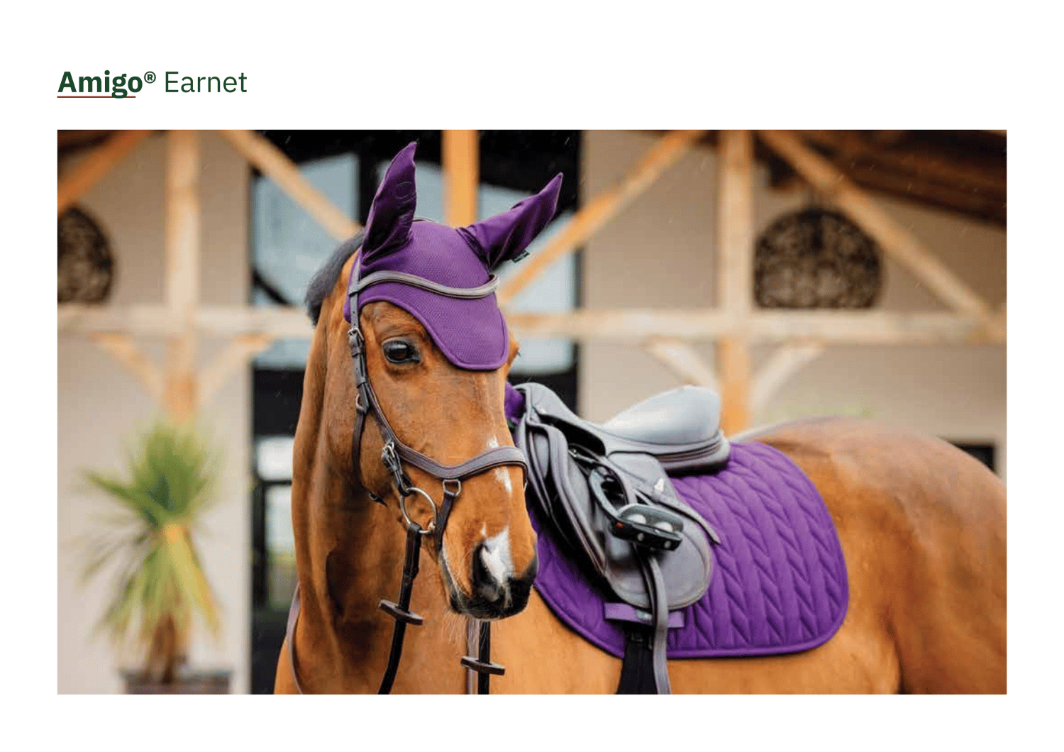 Amigo Earnets