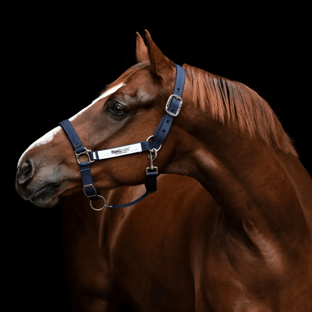 Gifts for your Horse