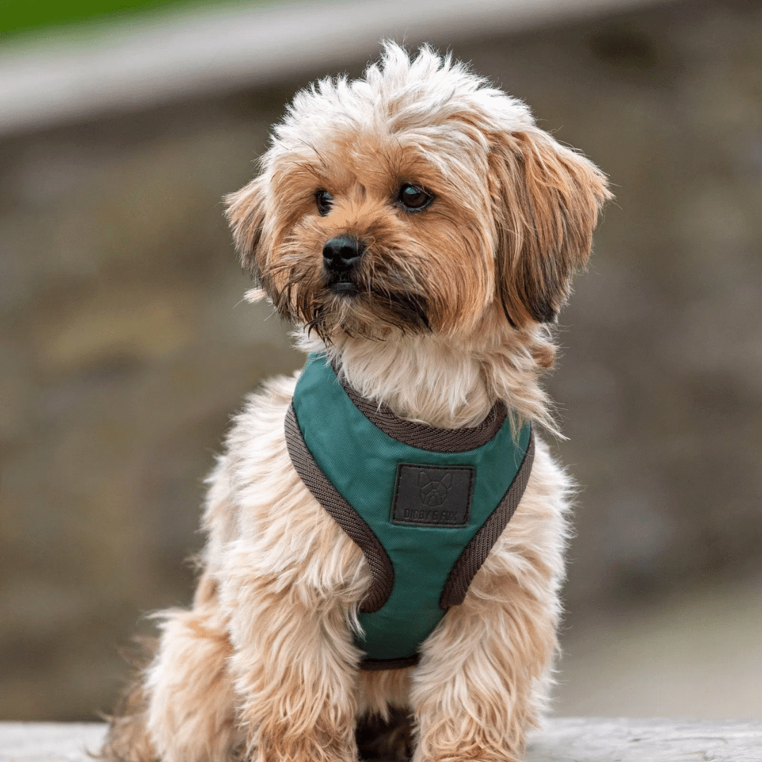 Gifts for your Dog