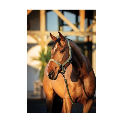 Amigo Headcollar & Leadrope Set - Bramble