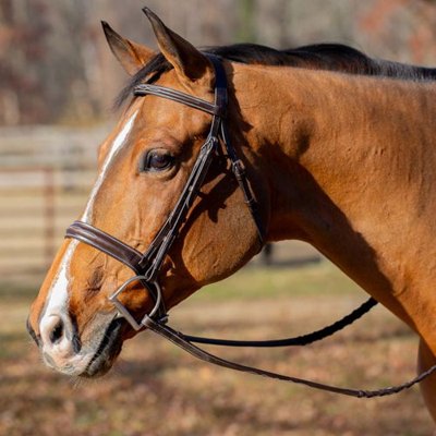 Equinavia Valkyrie Classic Wide Noseband Hunter Bridle with Reins - Chocolate Brown