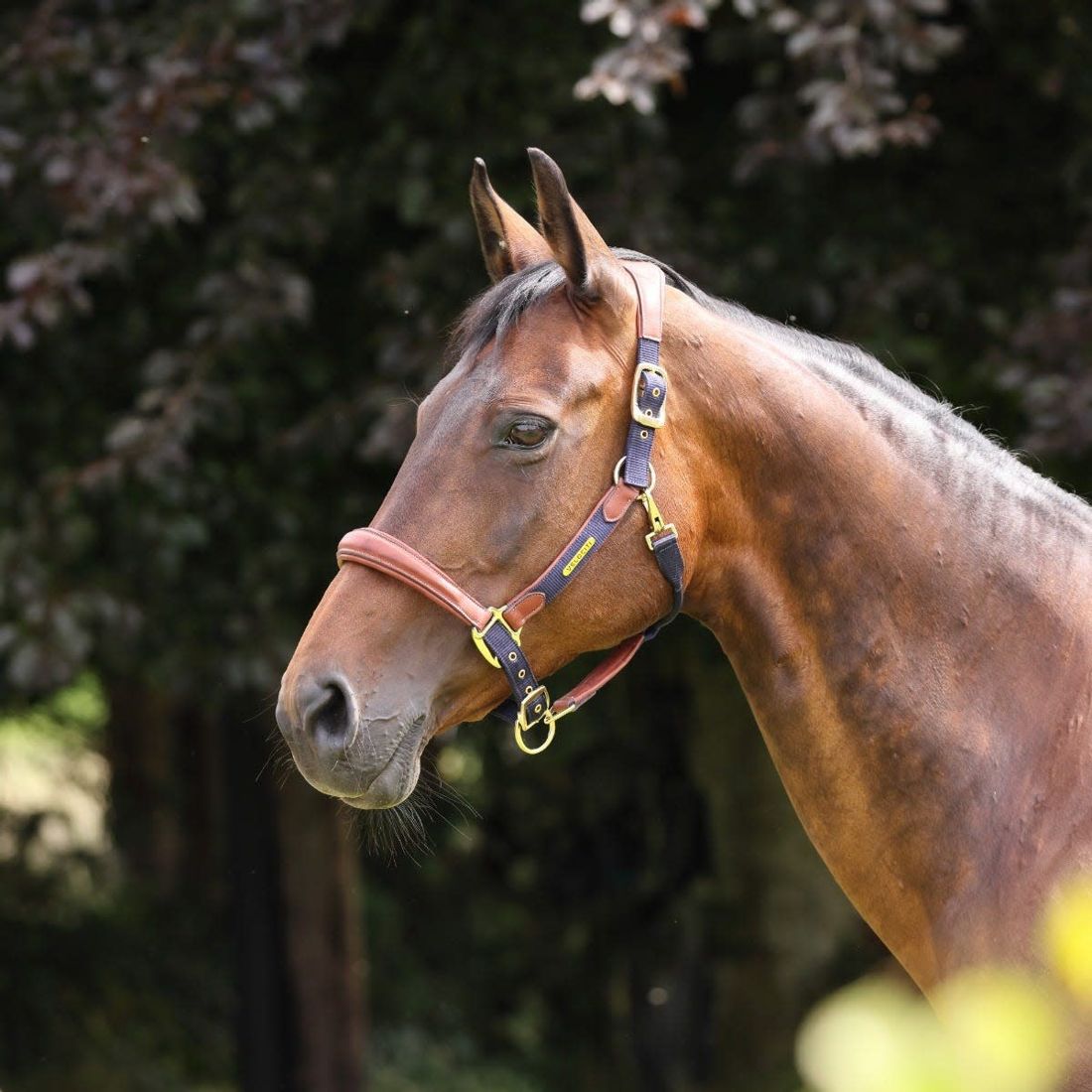 A bay horse in a navy Shires Velociti padded leather halter