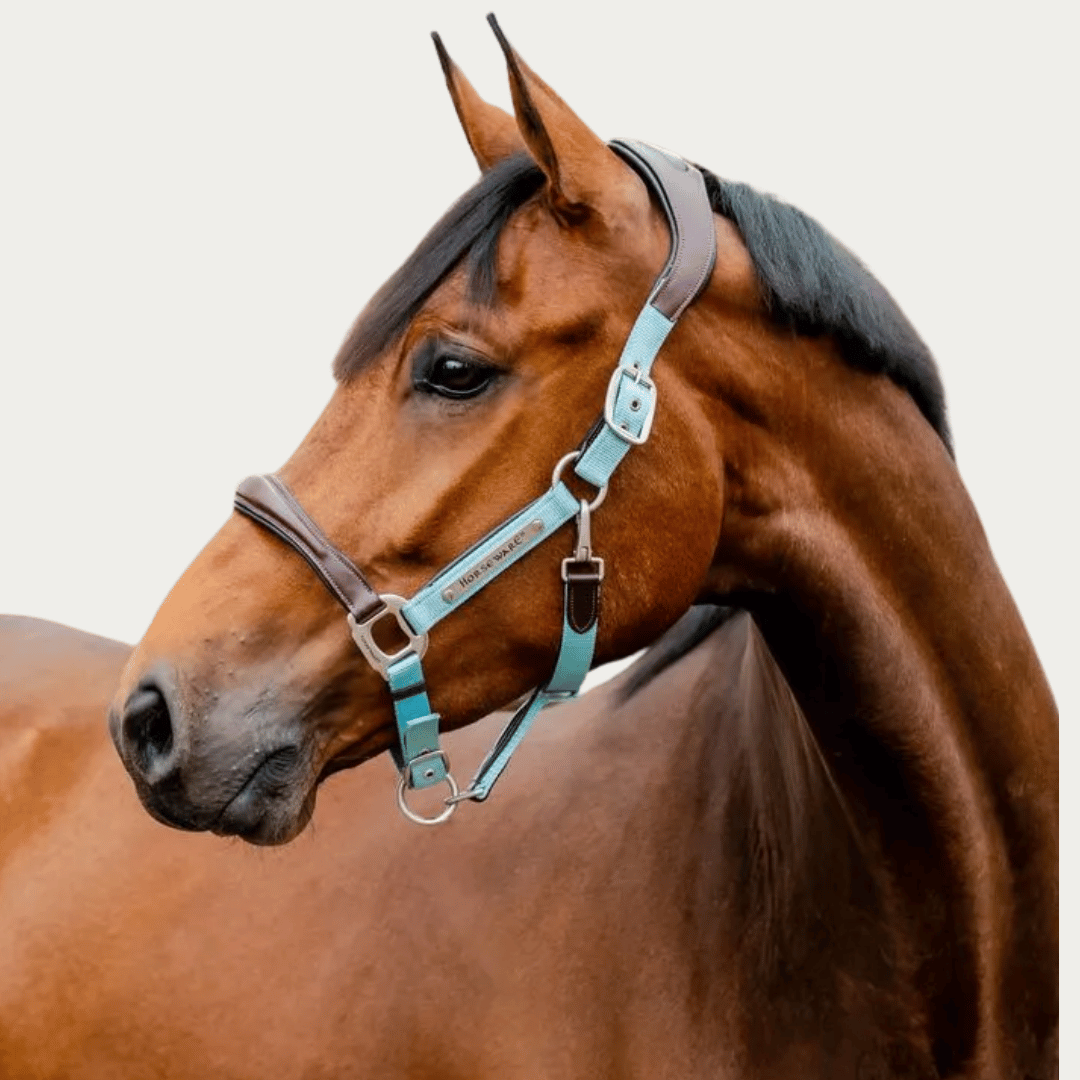Halters, Leads & Training Equipment