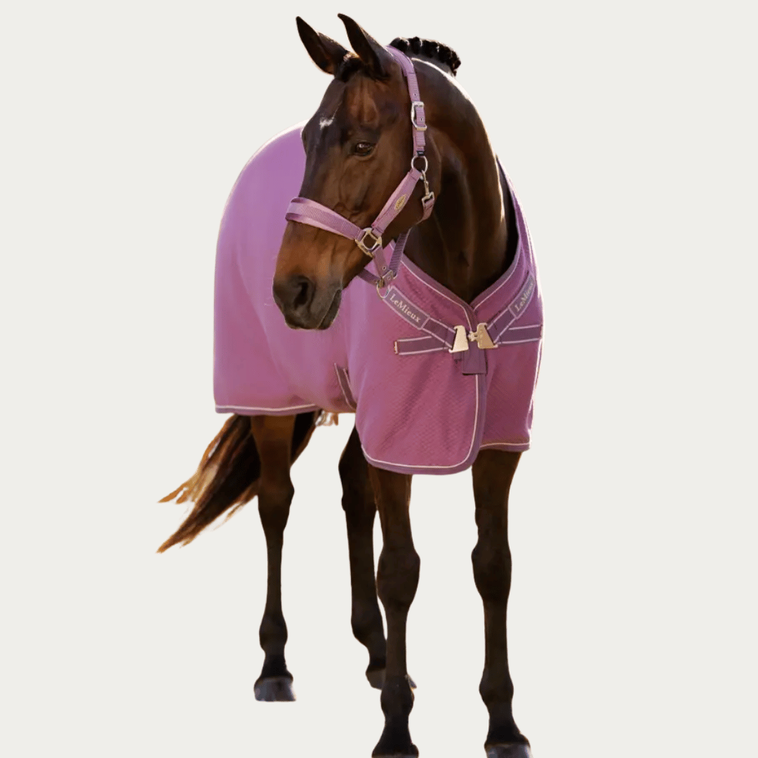 Shop for Horse Coolers from Top Brands