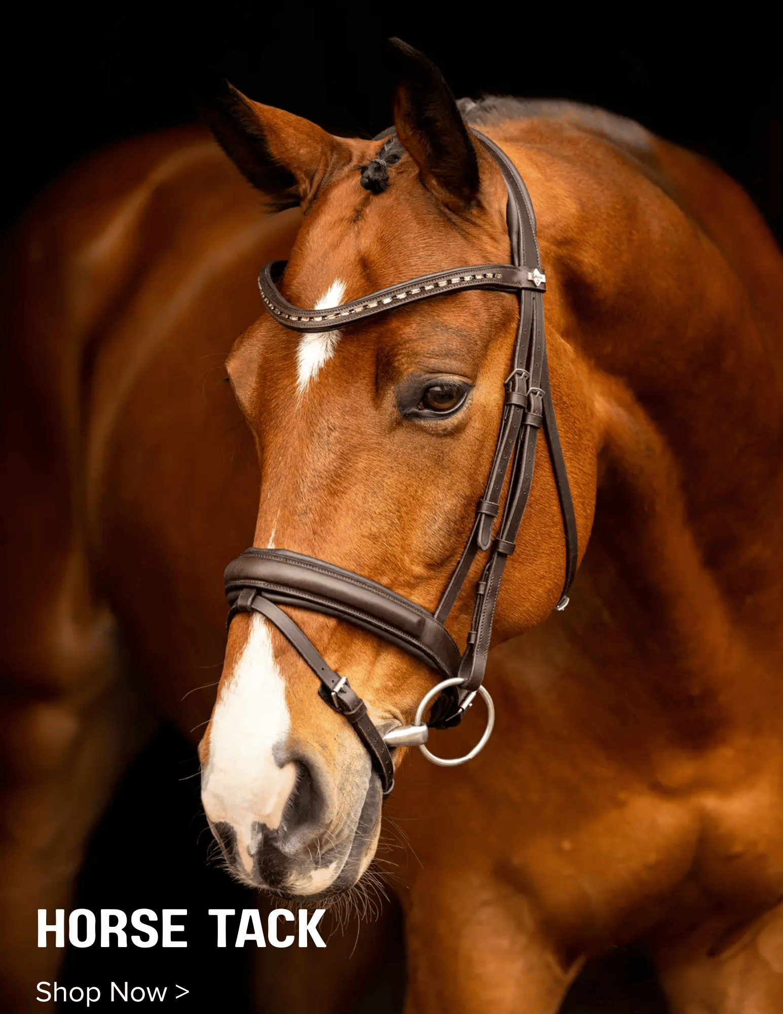 Shop for Horse Tack on Tack of the Day - Why Pay More?