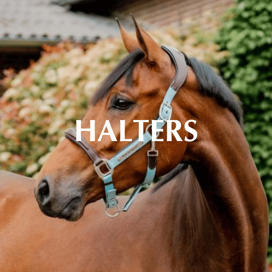 Halters & Leads
