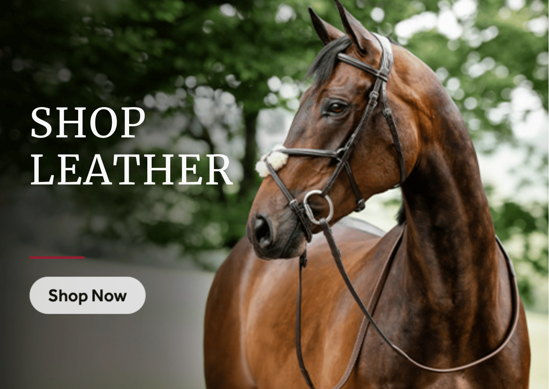 Shop Leather