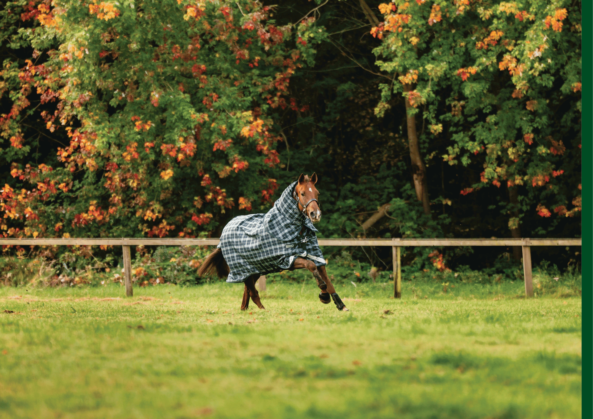 Horseware AW26 Turnouts