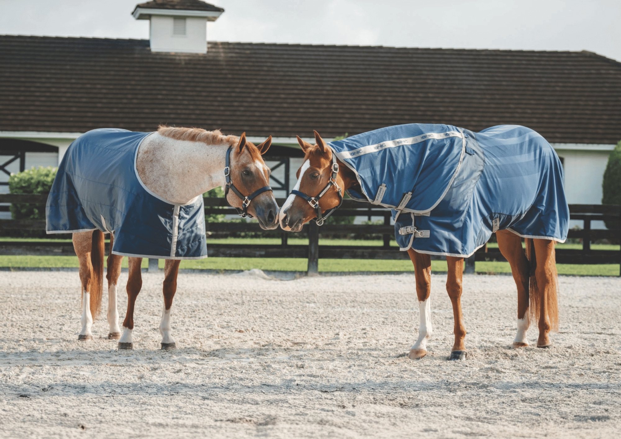 Horseware Ionic Collection