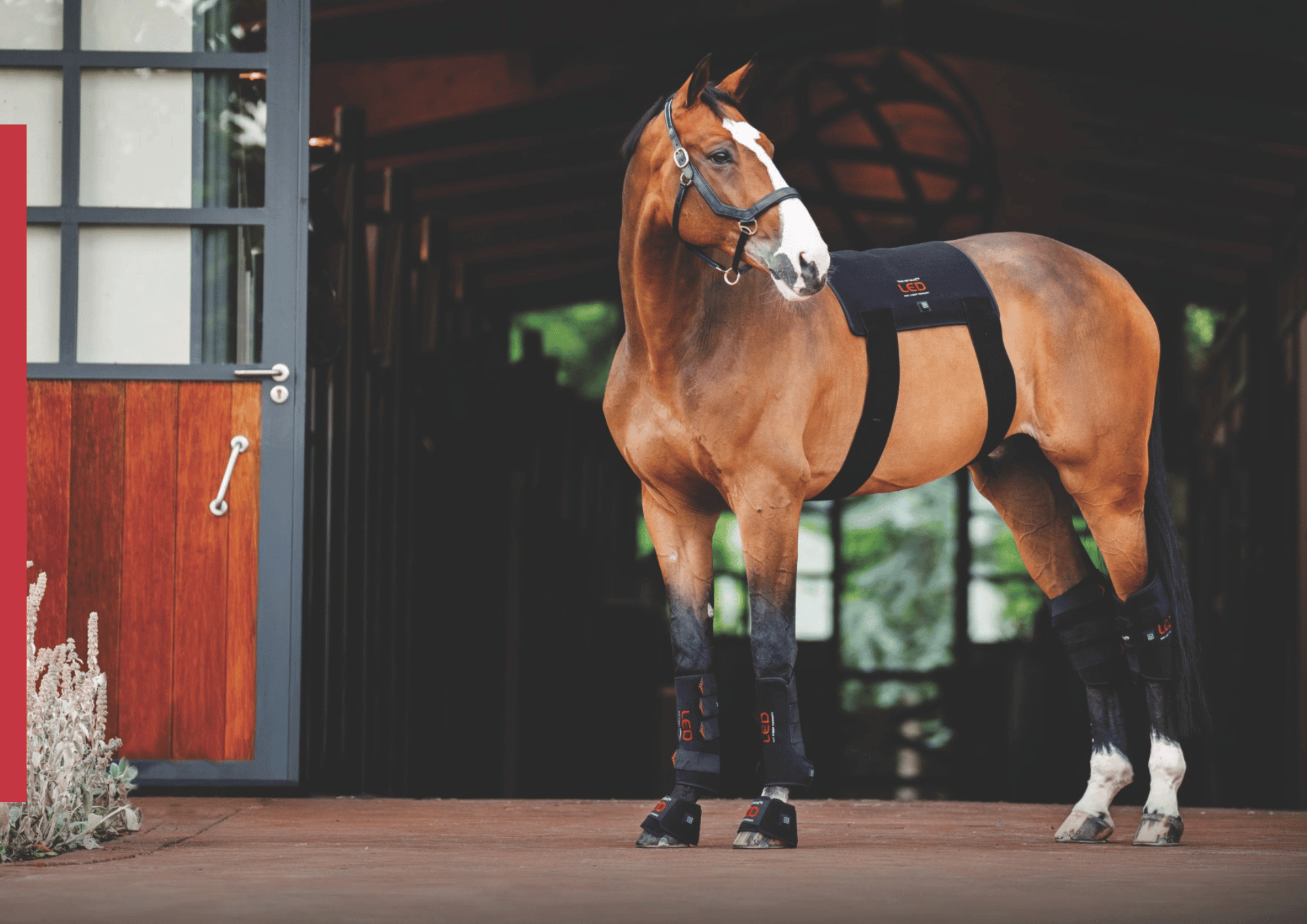 Horseware LED Red Light Therapy