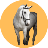 FlyBoots by Horseware