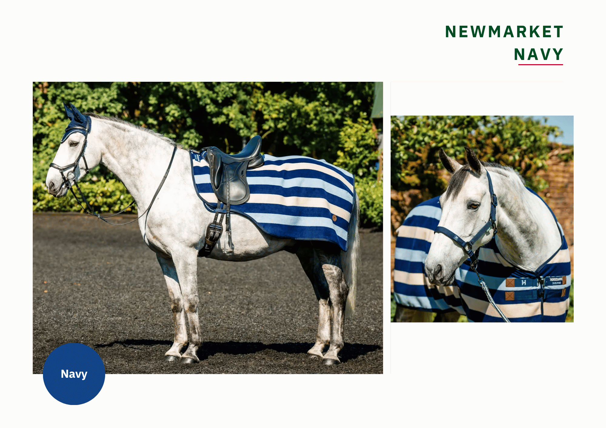 Newmarket in Navy - Horse