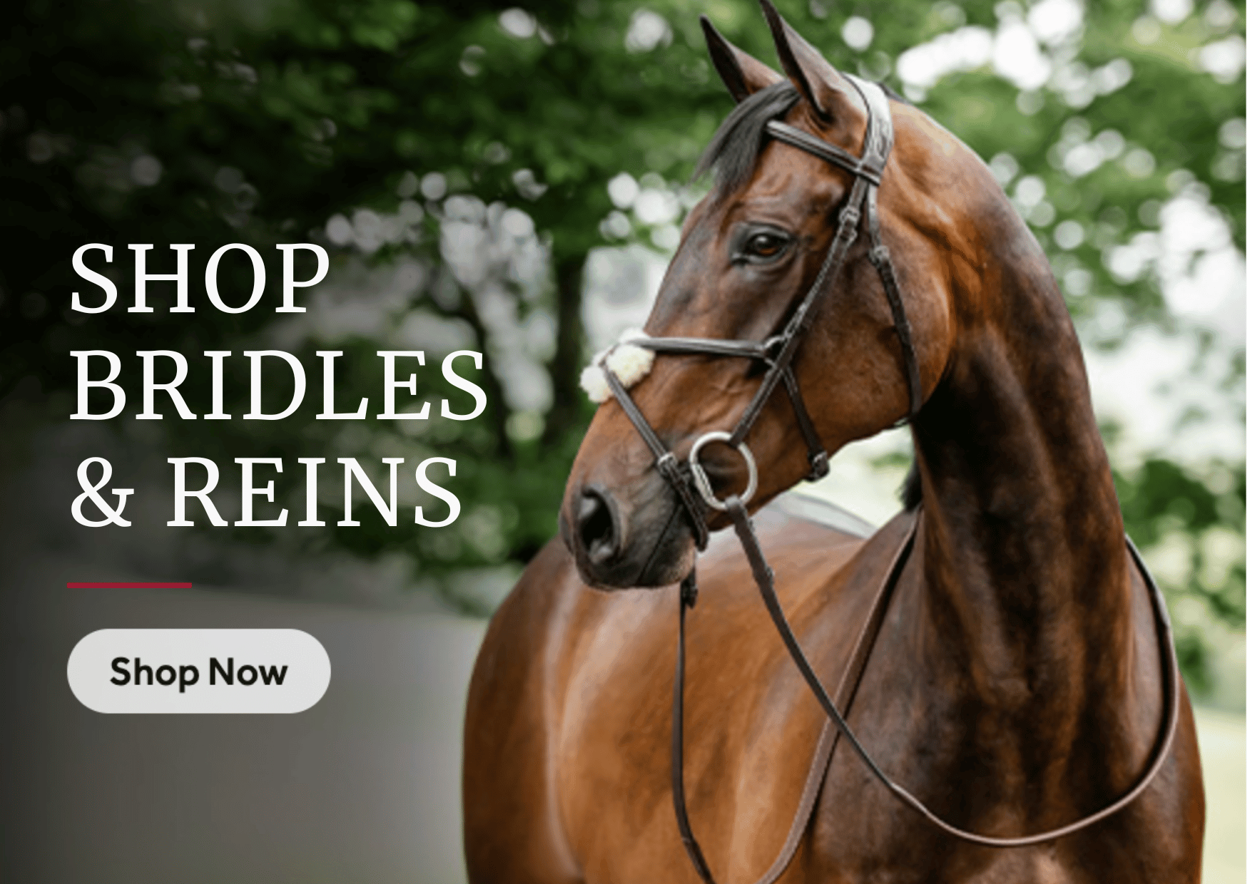 Shop Bridles & Reins