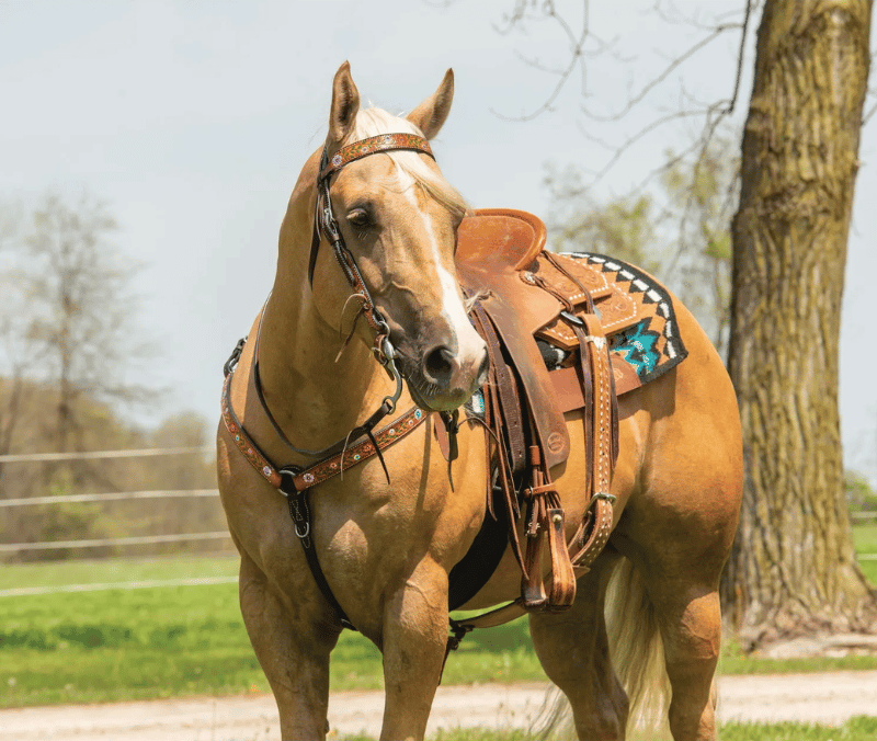 Weaver Turquoise Cross Floral Vine Headstall
