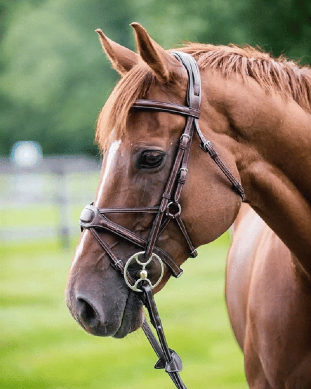 Nunn Finer Arianna Figure 8 Bridle