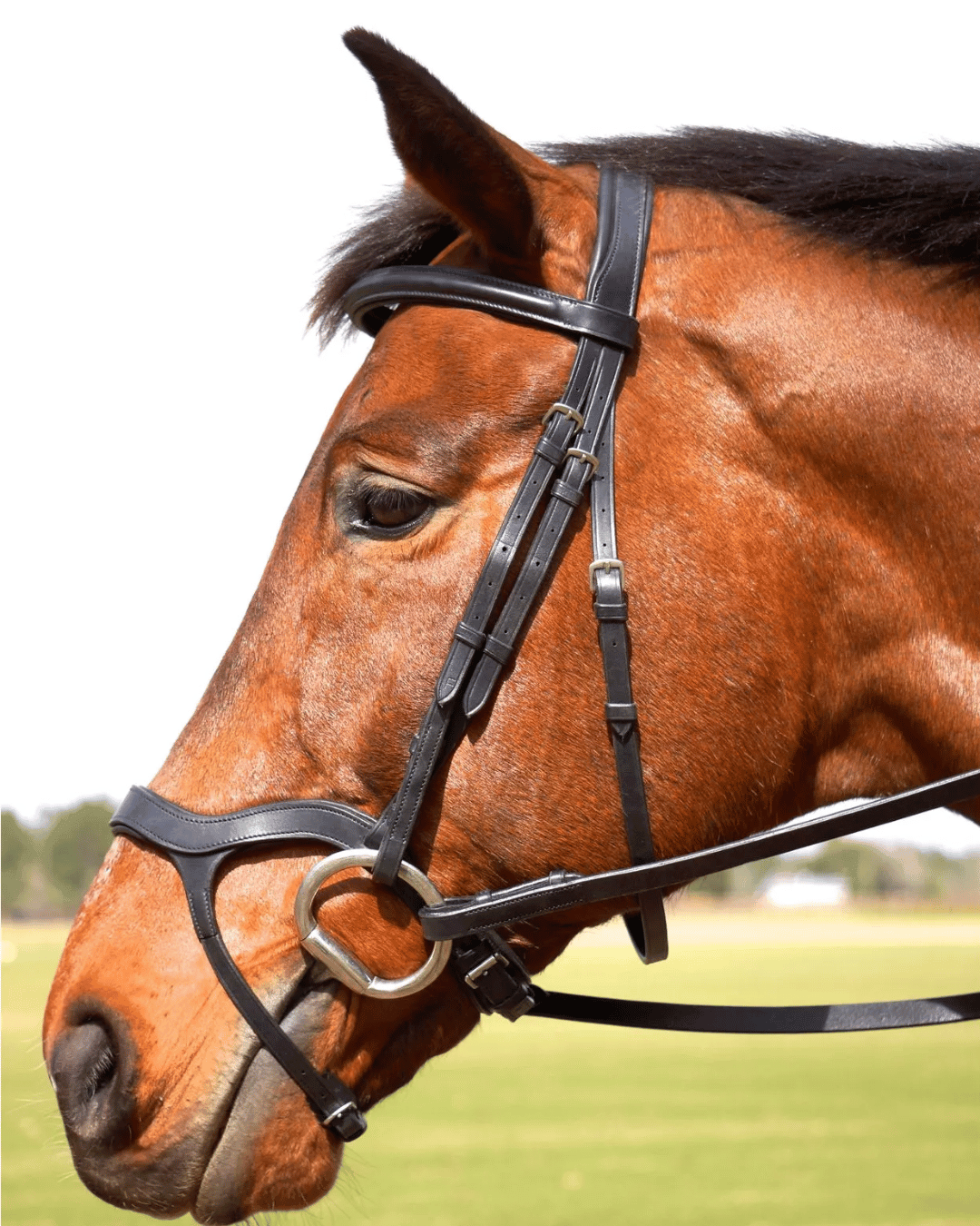 Nunn Finer Innovativo Shaped Bridle