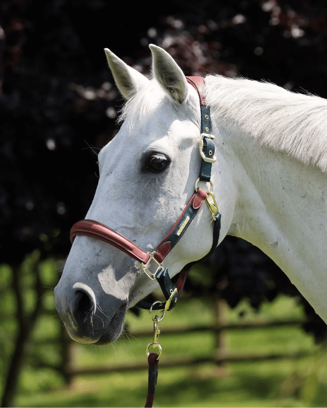 English Halters & Leads