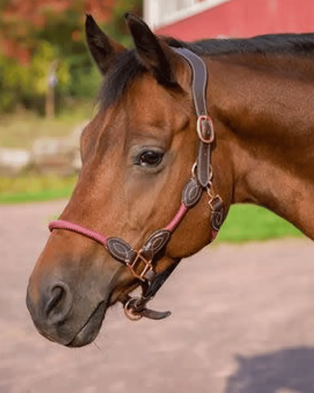 Western Halters & Leads