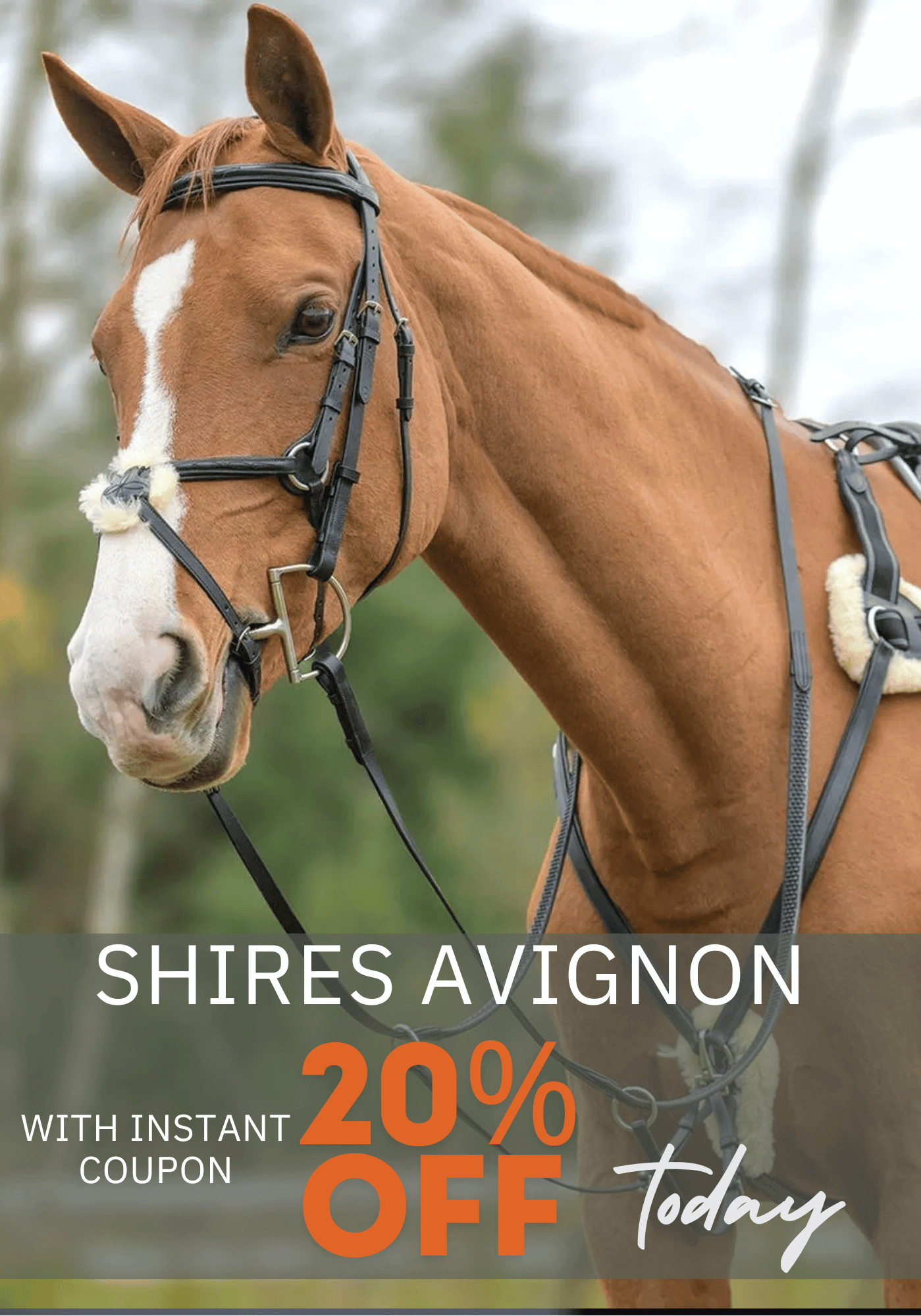 SHIRES AVIGNON