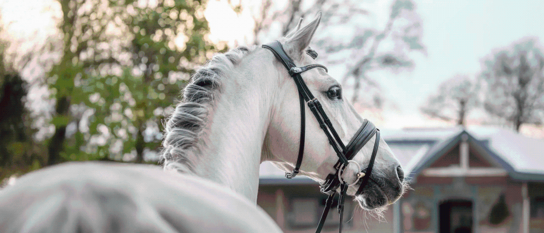 LeMieux Horse Tack