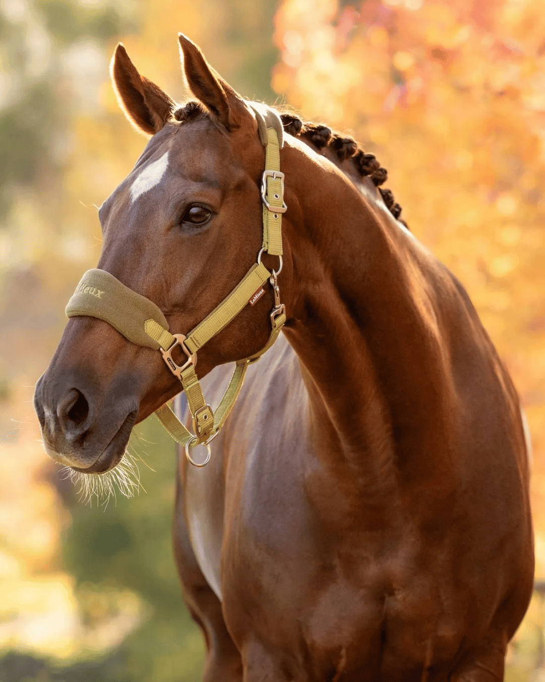 LeMieux Halters & Leads