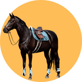 Fast Ship Horse Tack