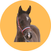 Fast Ship Halters & Leads