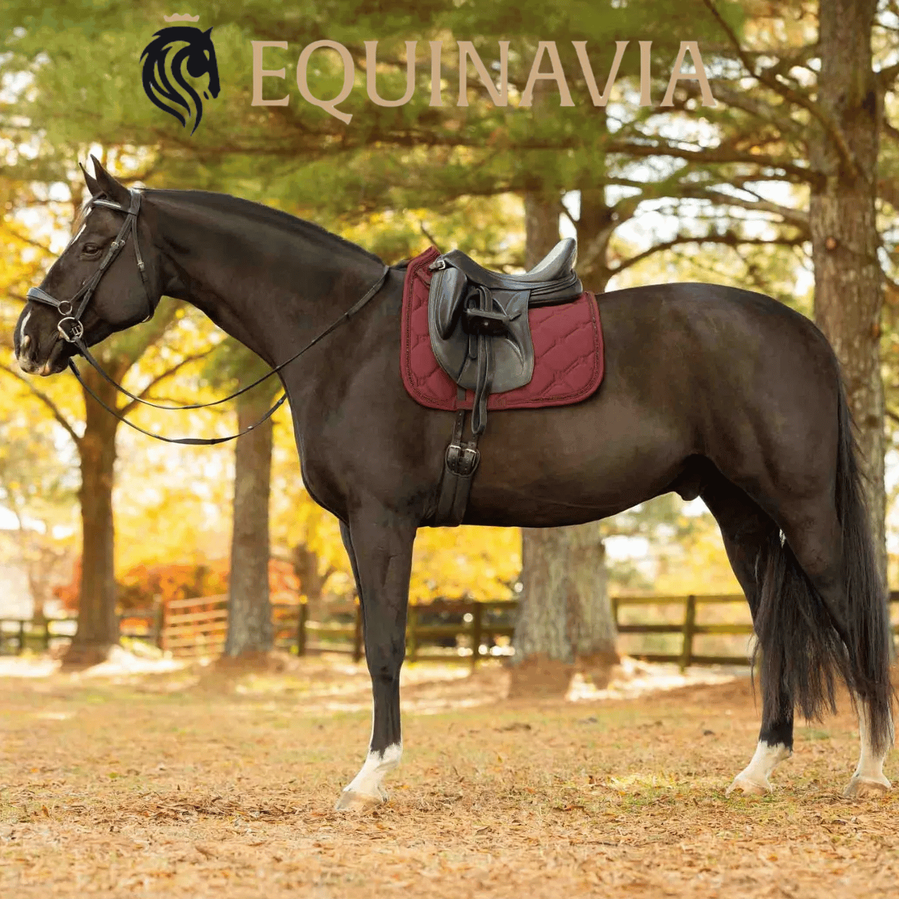 Equinavia Saddle Pads