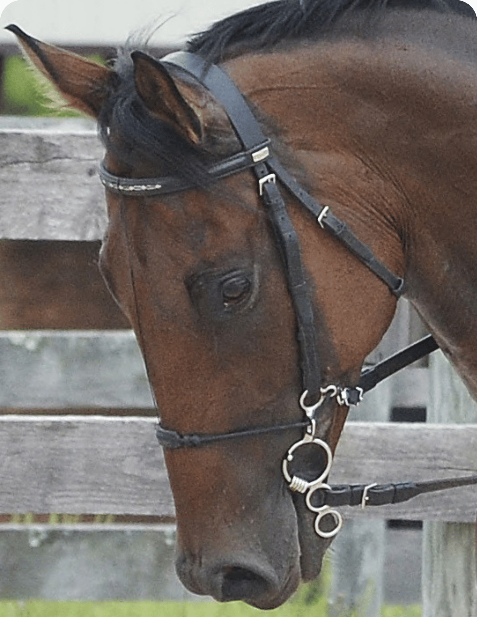 English discipline Myler Bits