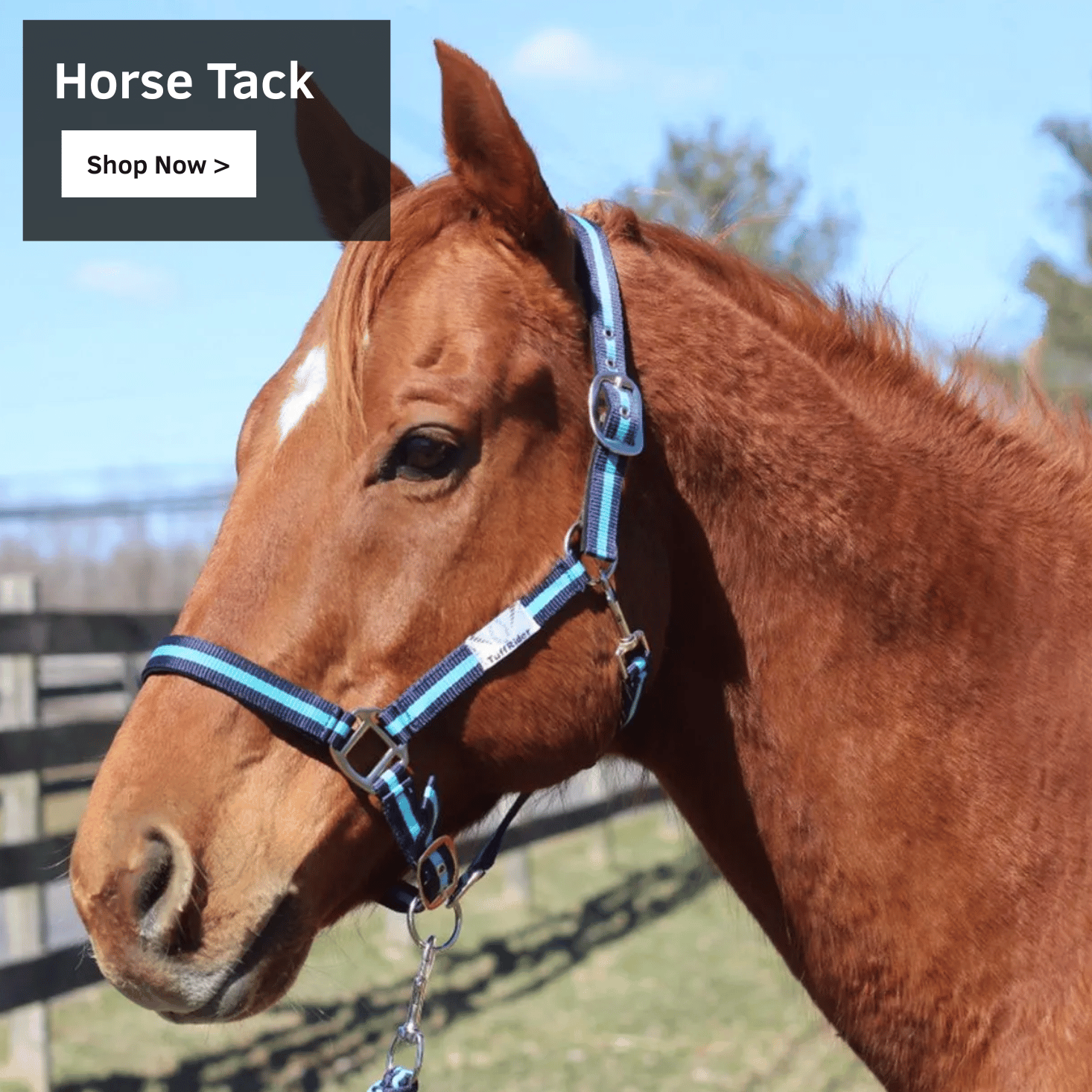 Horse Tack