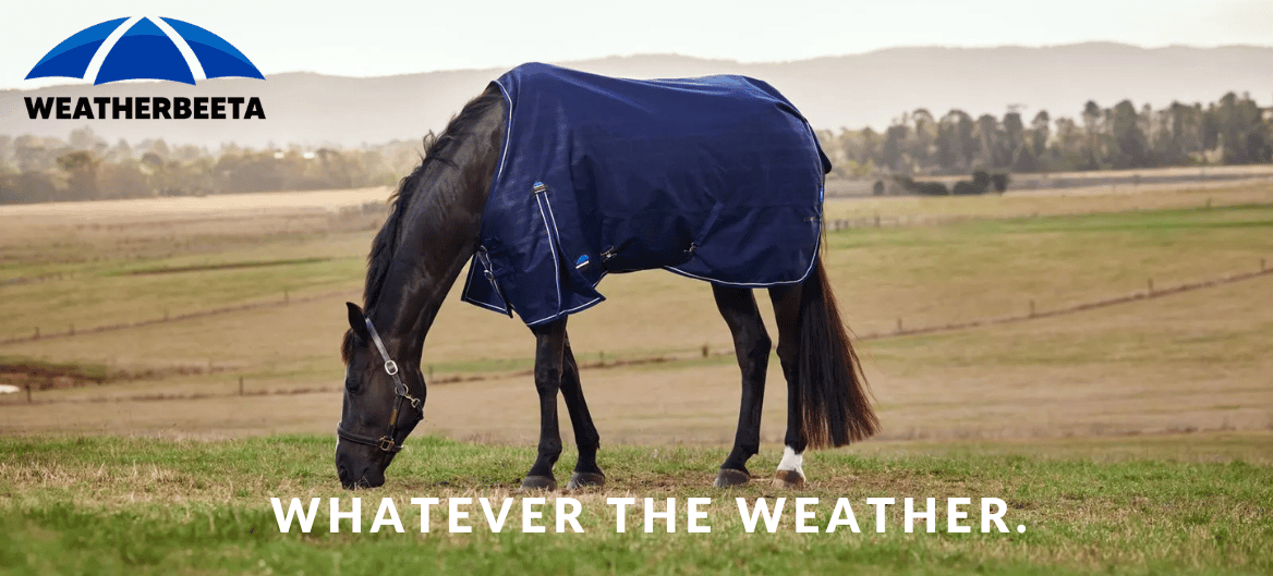 Fall Weather. Beaten. Light Weight Blankets