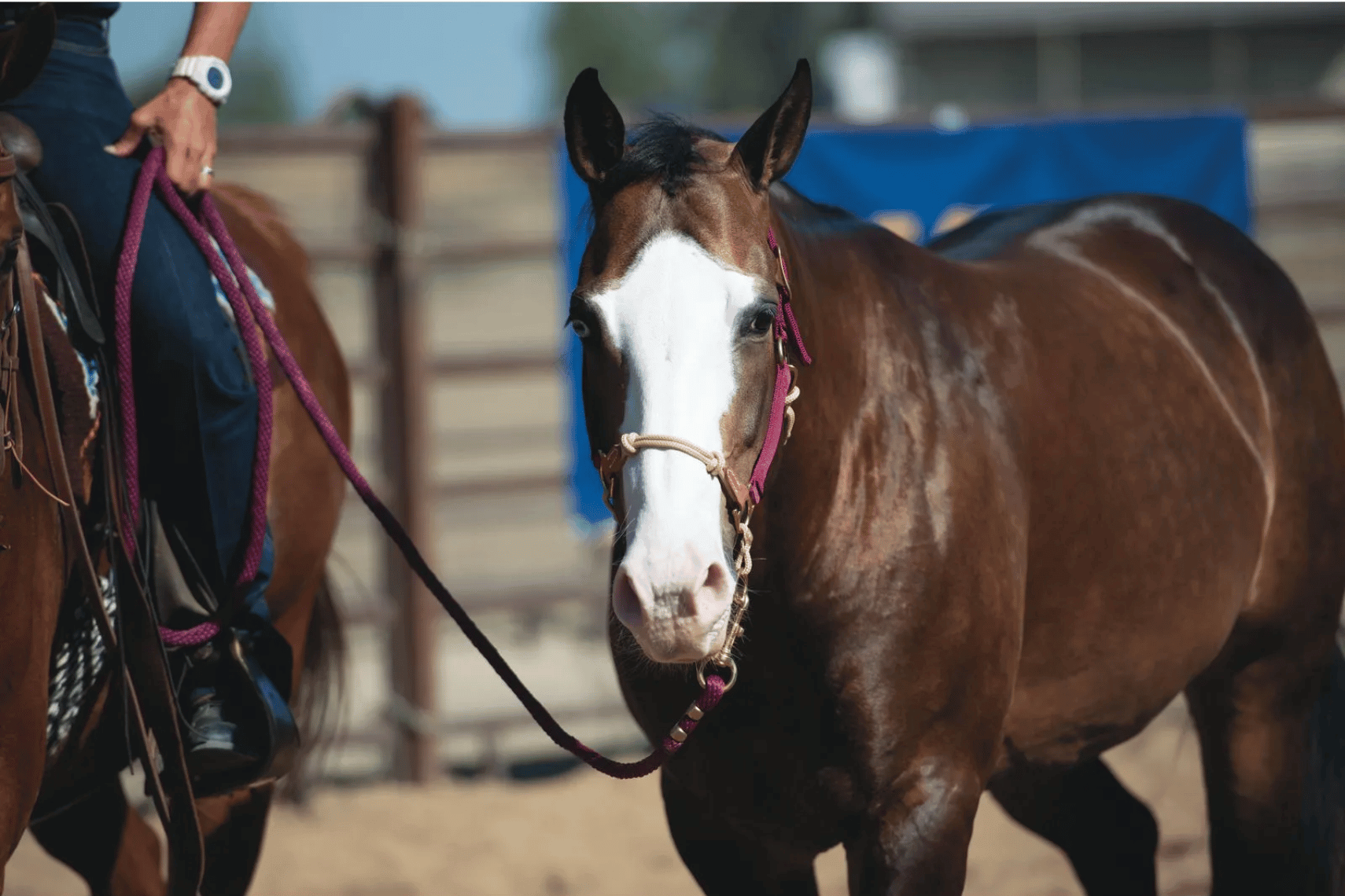 Shop Weaver Halters & Leads
