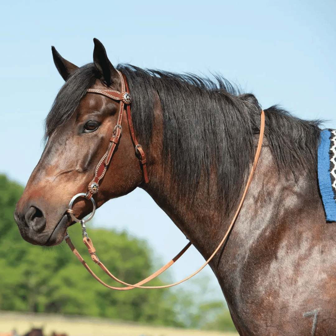 Weaver Texas Star Browband Headstall