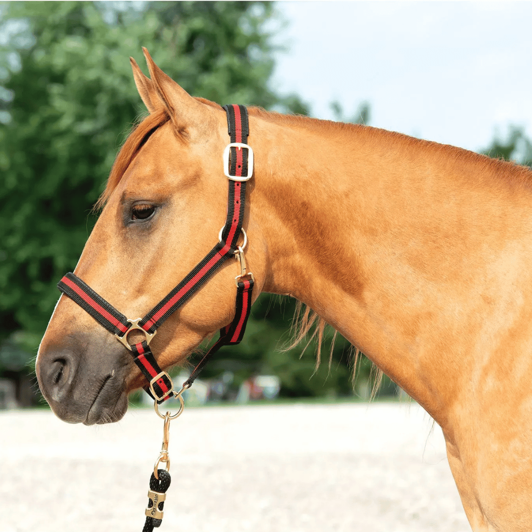 Weaver Padded Breakaway Adjustable Halter - Black/Red
