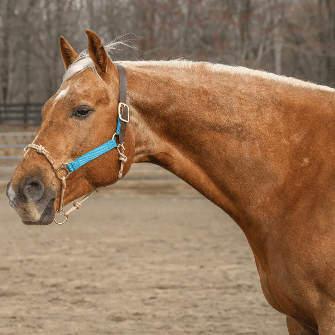 Weaver Kalley Krickeberg Breakaway Horseman's Halter - Hurricane Blue/Tan